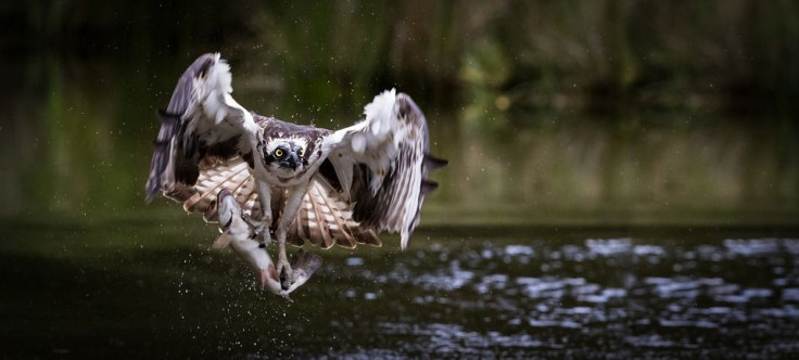 osprey