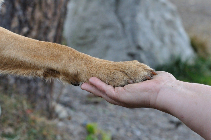 avoid-hand-sanitizers-dogs-paws