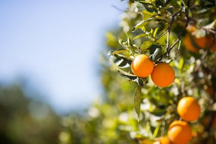orange-trees-are-under-seige-disease-carrying-bug