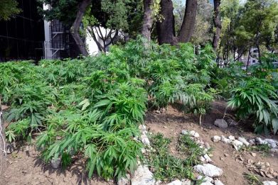 A flourishing marijuana garden