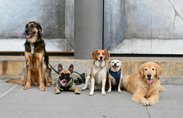 much-of-the-diversity-among-dogs-today-was