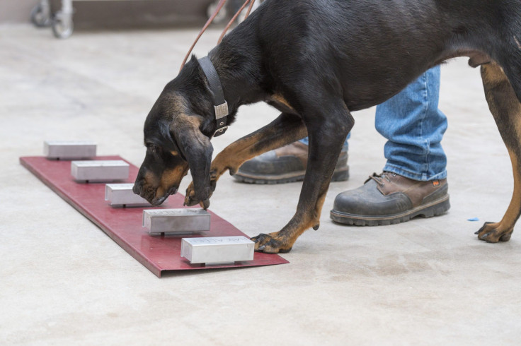 Odor Sniffing Dog