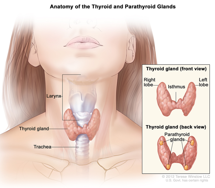 thryoid image conditions