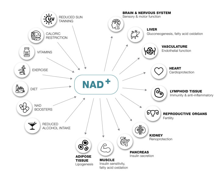 increase-nad-naturally