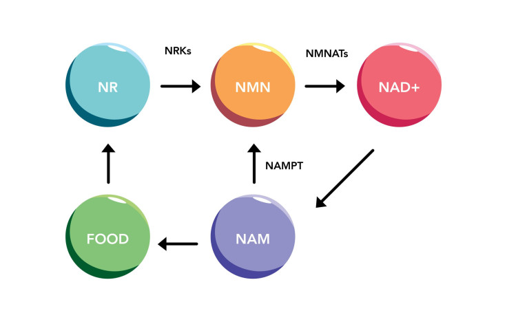 nicotinamide-mononucleotide-nmn