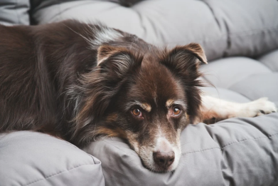 Here are the most common dog diseases you need to be aware of.