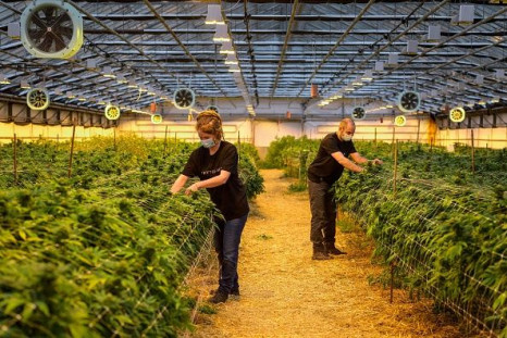 Staff members work in a greenhouse at the CBD cannabis production company Phytocann near Ollon, western Switzerland on May 19, 2021
