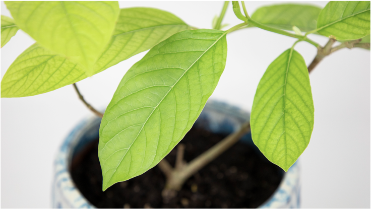 Red Borneo Kratom Leaves