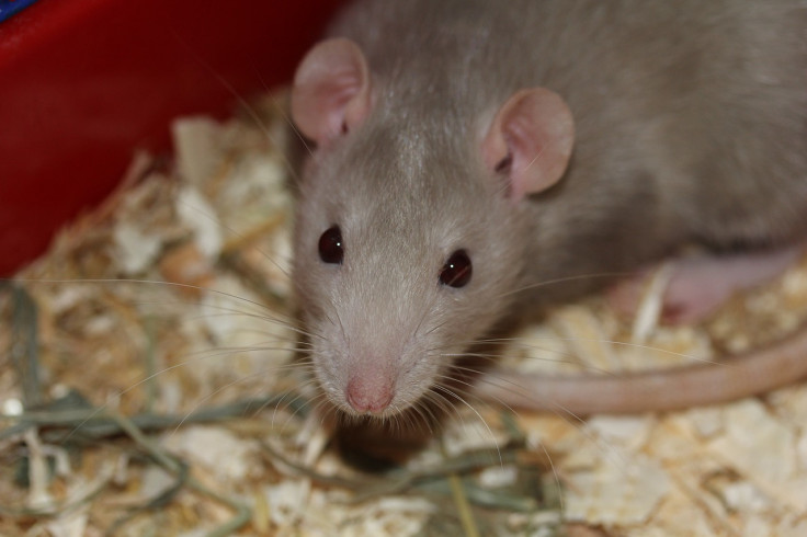 Representative image of a rat (parasitic infections)