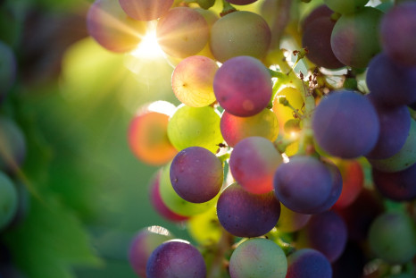 Regular consumption of grapes may help improve macular degeneration in older adults, the study has found.