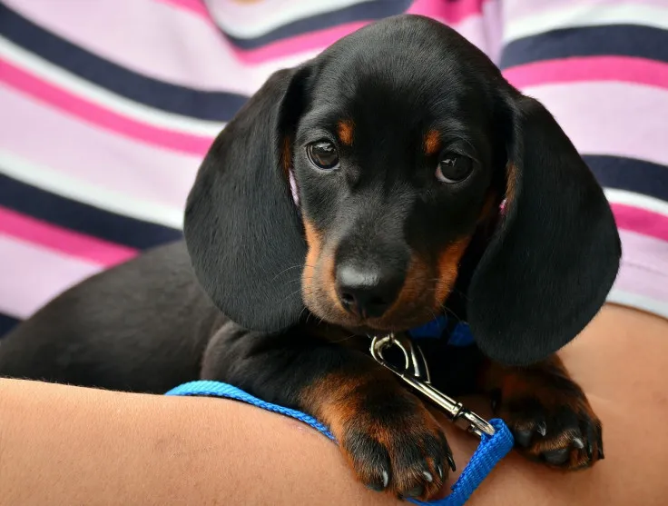 Mysterious Respiratory Illness Sickens Hundreds Of Dogs: Here’s What We Know Mysterious Respiratory Illness Sickens Hundreds Of Dogs: Here’s What We Know
