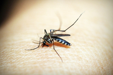 Around 5 million cases of dengue fever and 5,500 deaths from the infection have been reported across 20 countries in 2023, the highest ever since record-keeping began in 1980.