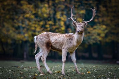Chronic Wasting Disease is a progressive disease that affects the brain, spinal cord, and other tissues of infected animals.