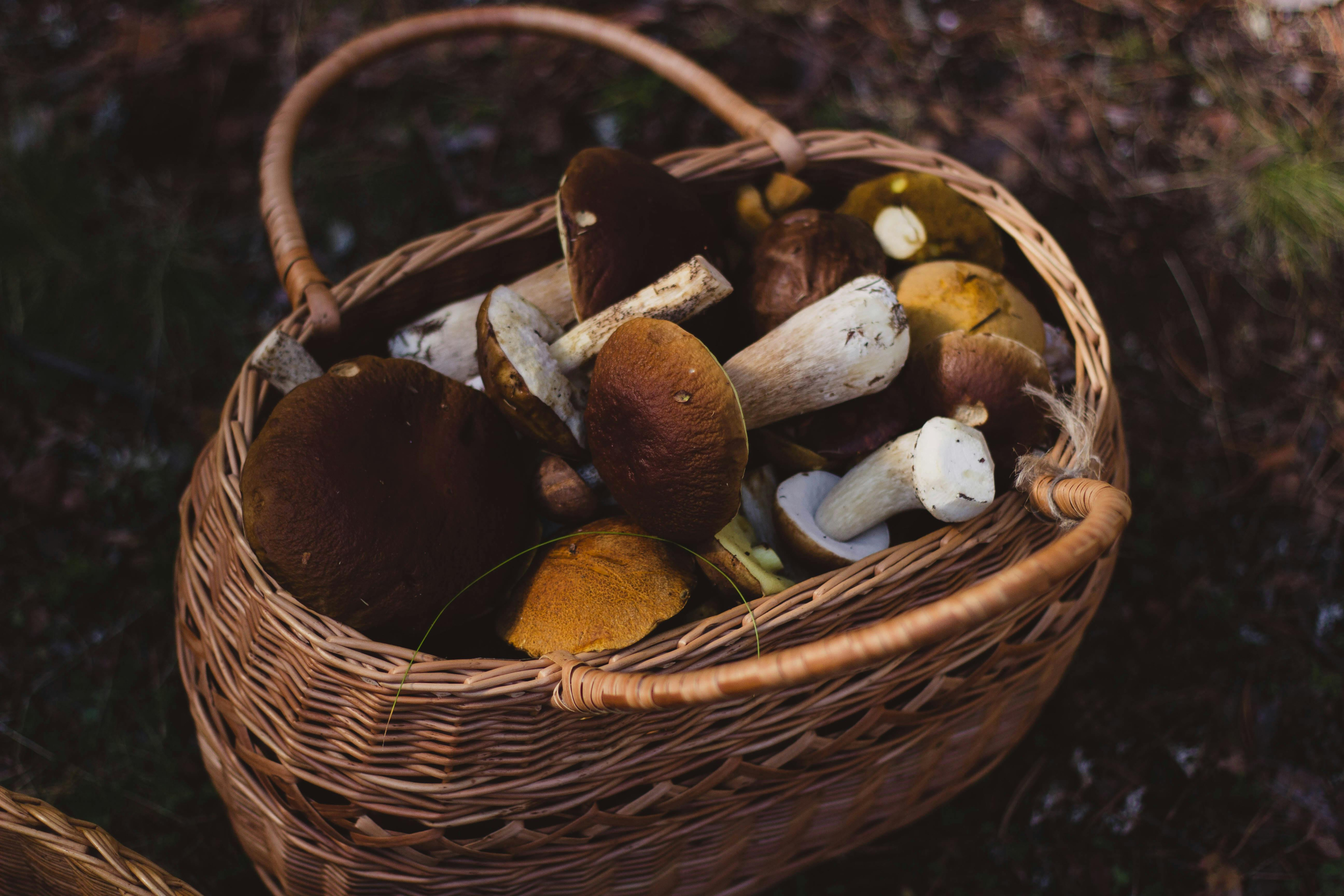 5 Greatest Mushroom Dietary supplements Can Enhance Your Well being
