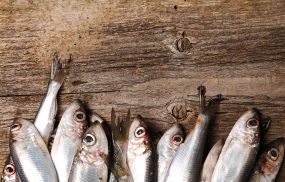 Incorporating forage fish or prey fish such as herring, sardines, and anchovies into diets could potentially lower the prevalence of disability caused by diet-related diseases, the study revealed.