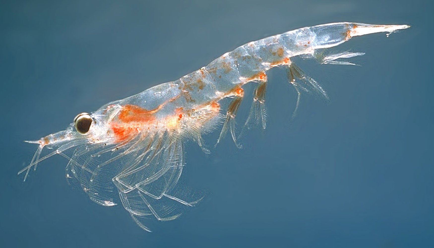 Greatest Krill Oil Dietary supplements To Enhance Coronary heart And Pores and skin Well being