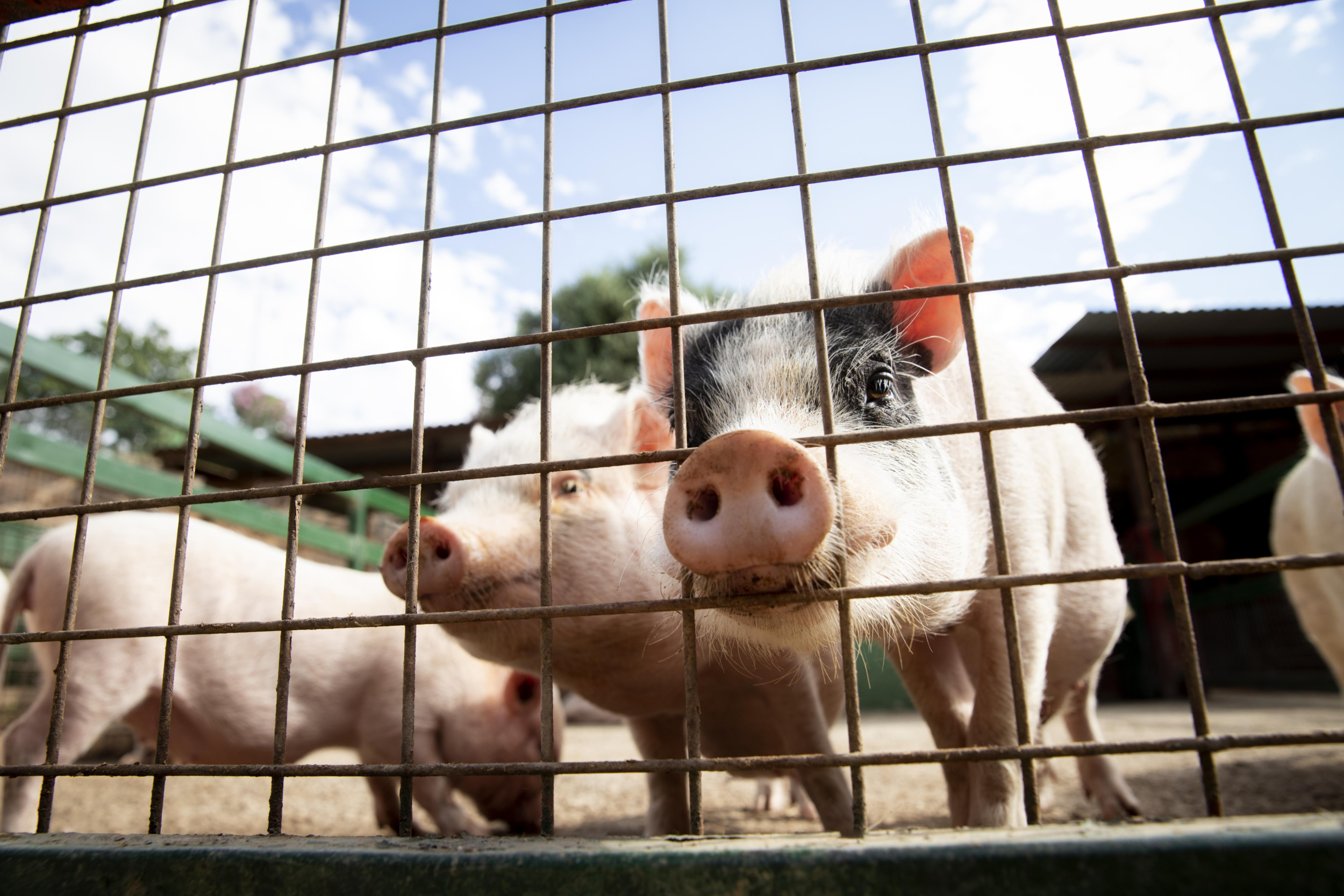 Fowl Flu Virus Detected In U.S. Pig For First Time, H5N1 Case In Oregon