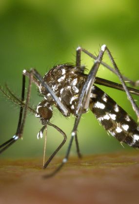 Black and White Mosquito