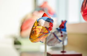 Model of Human Heart