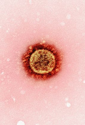 Virus Cell