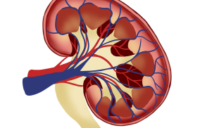Kidney