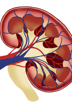Kidney