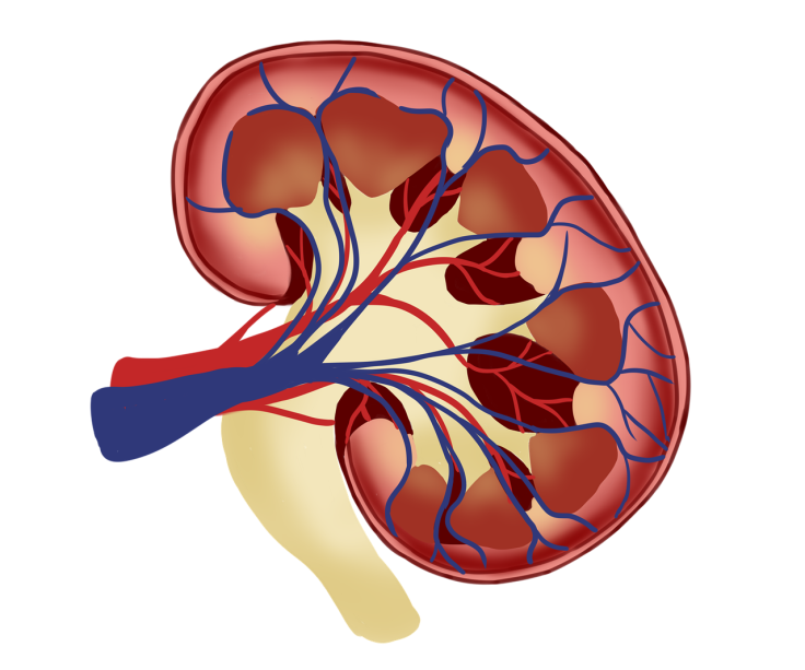 Kidney