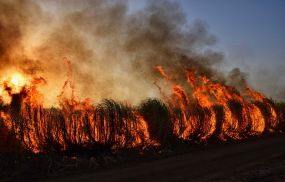 Learn how a week of wildfire smoke affects lungs and heart, key symptoms, health risks, and ways to protect yourself during poor air quality events.