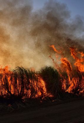 Wildfire
