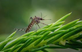 Mosquito
