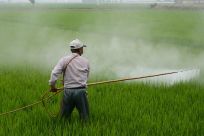 Pesticide