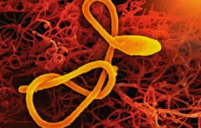 Ebola Response Efforts in Africa Threatened by US Aid Cuts