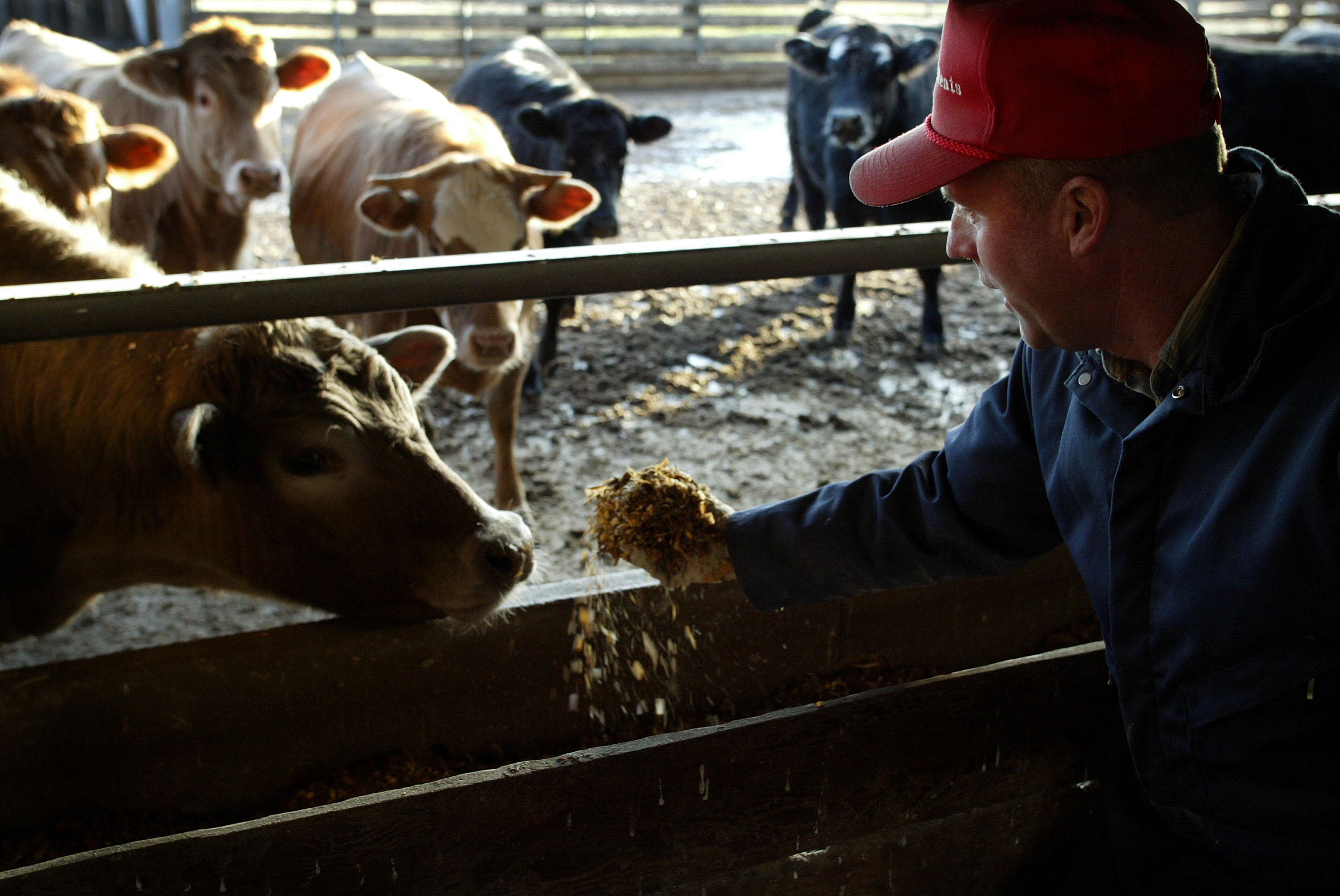 65 Organizations Petition the FDA to End Routine Antibiotic Use in ...