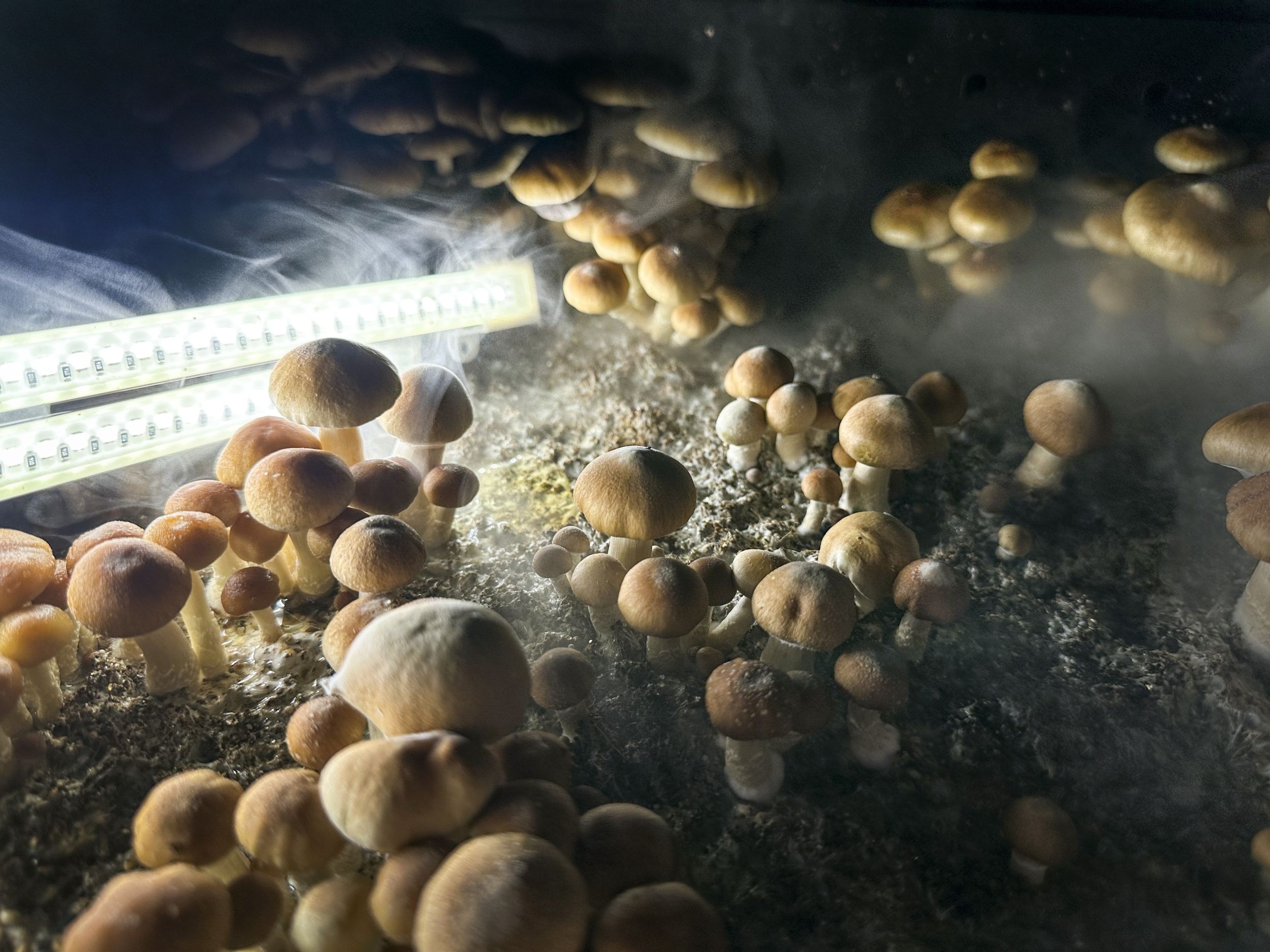 Psilocybin Therapy Could Be FDA-Approved by Early 2027 — Here Is the Realistic Timeline for Patients Waiting Now Psilocybin Therapy Could Be FDA-Approved by Early 2027 — Here Is the Realistic Timeline for Patients Waiting Now