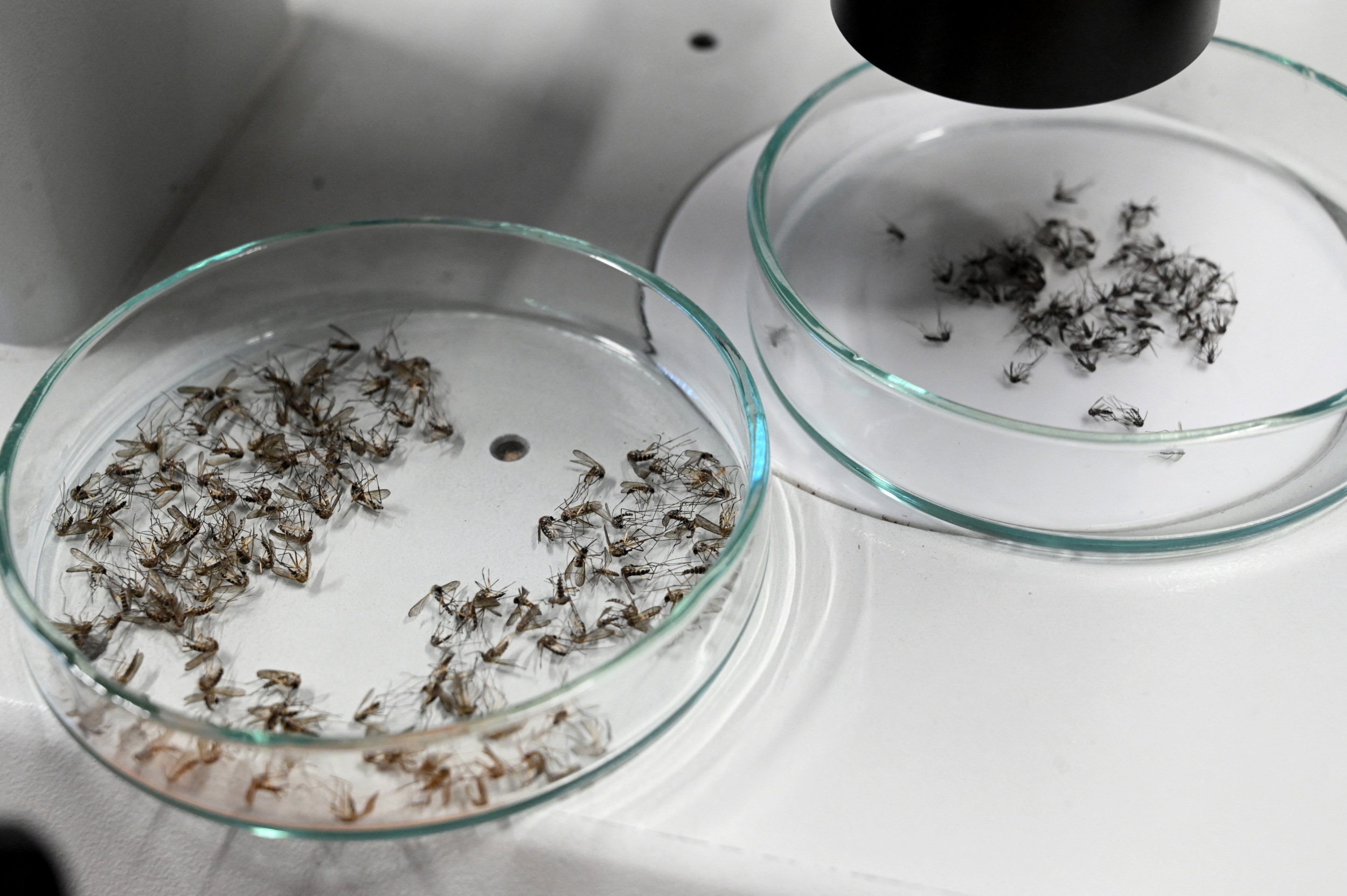 Utah Mosquito Samples Testing Positive for West Nile Have Jumped From ...