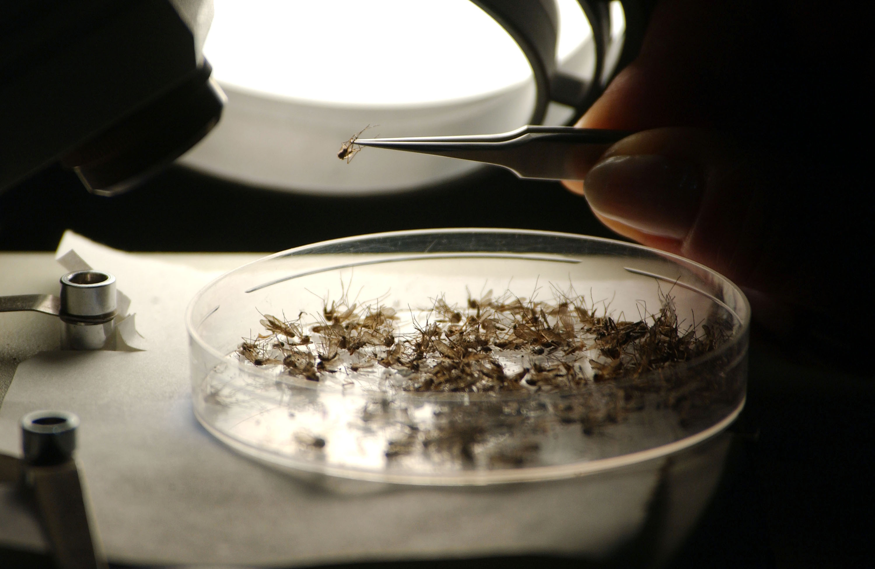 North Dakota Confirms First Human West Nile Case as Five Counties Report Positive Mosquitoes