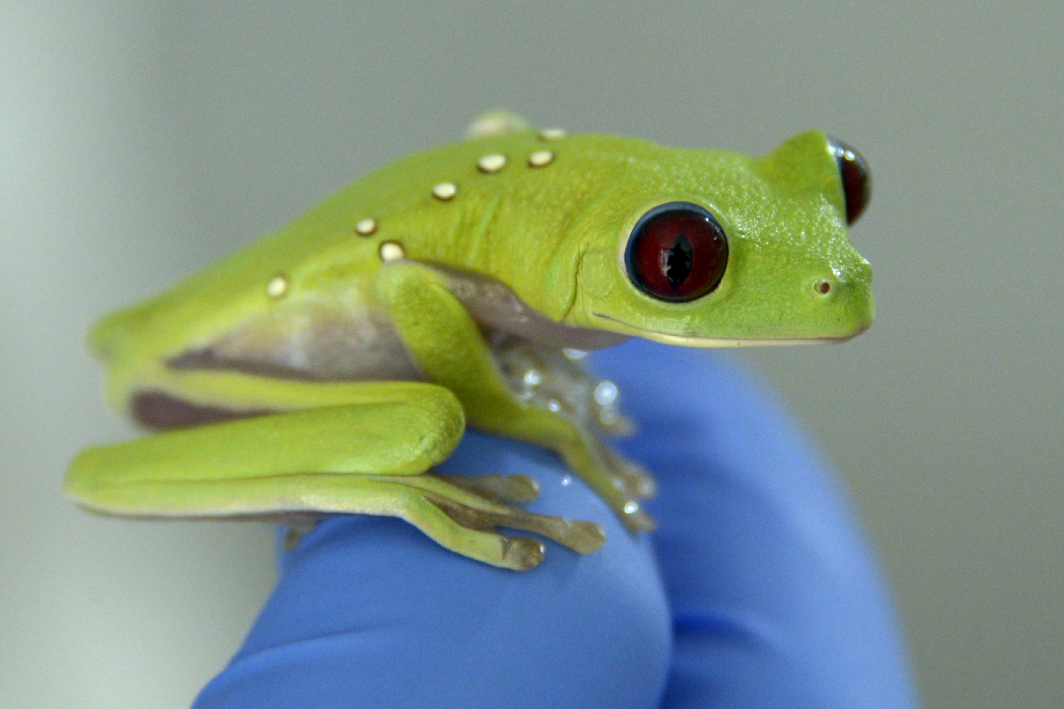 The Frog Microbe That Erased Tumors in Mice Has Its Own Medical File, and It Involves Sepsis in Cancer Patients