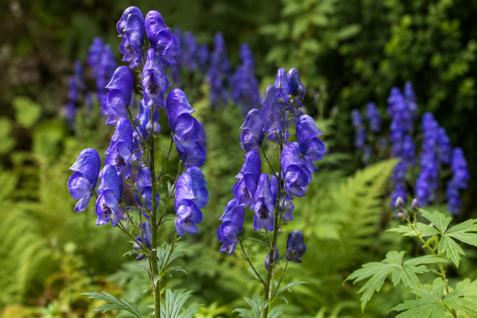 Two Deadly Flowers Hide Molecular Tricks That Could Help Scientists Develop Powerful New Medicines