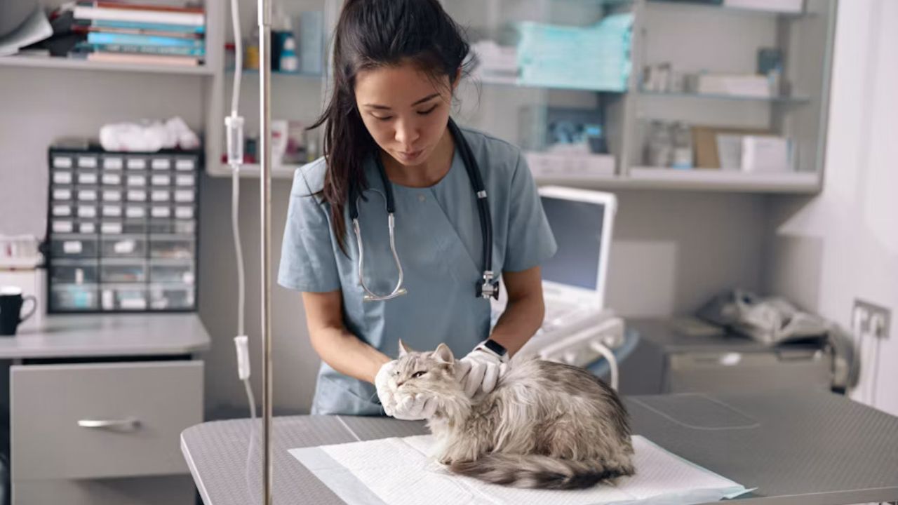 Two of Four Cats with Bird Flu in One California Household Survived After Early Antiviral Treatment
