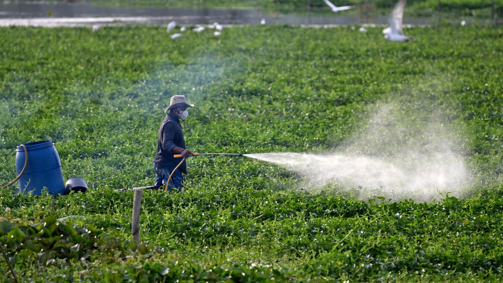 California Begins Phasing Out Paraquat After Every Manufacturer Pulls the Weedkiller Rather Than Submit Health Data