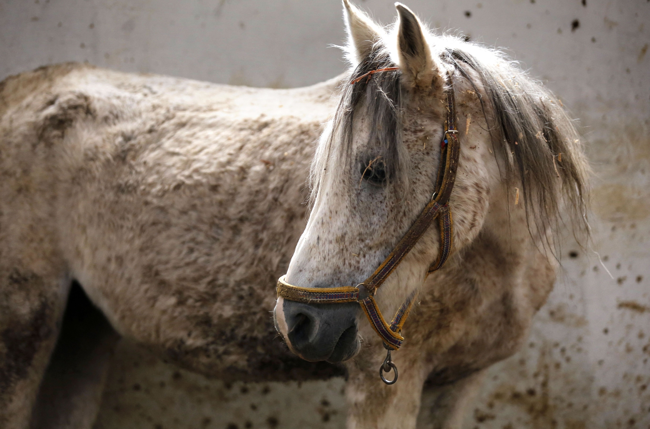 Florida Has Now Confirmed Five Horse Cases of Eastern Equine Encephalitis, the Signal That Usually Comes Before Human Cases