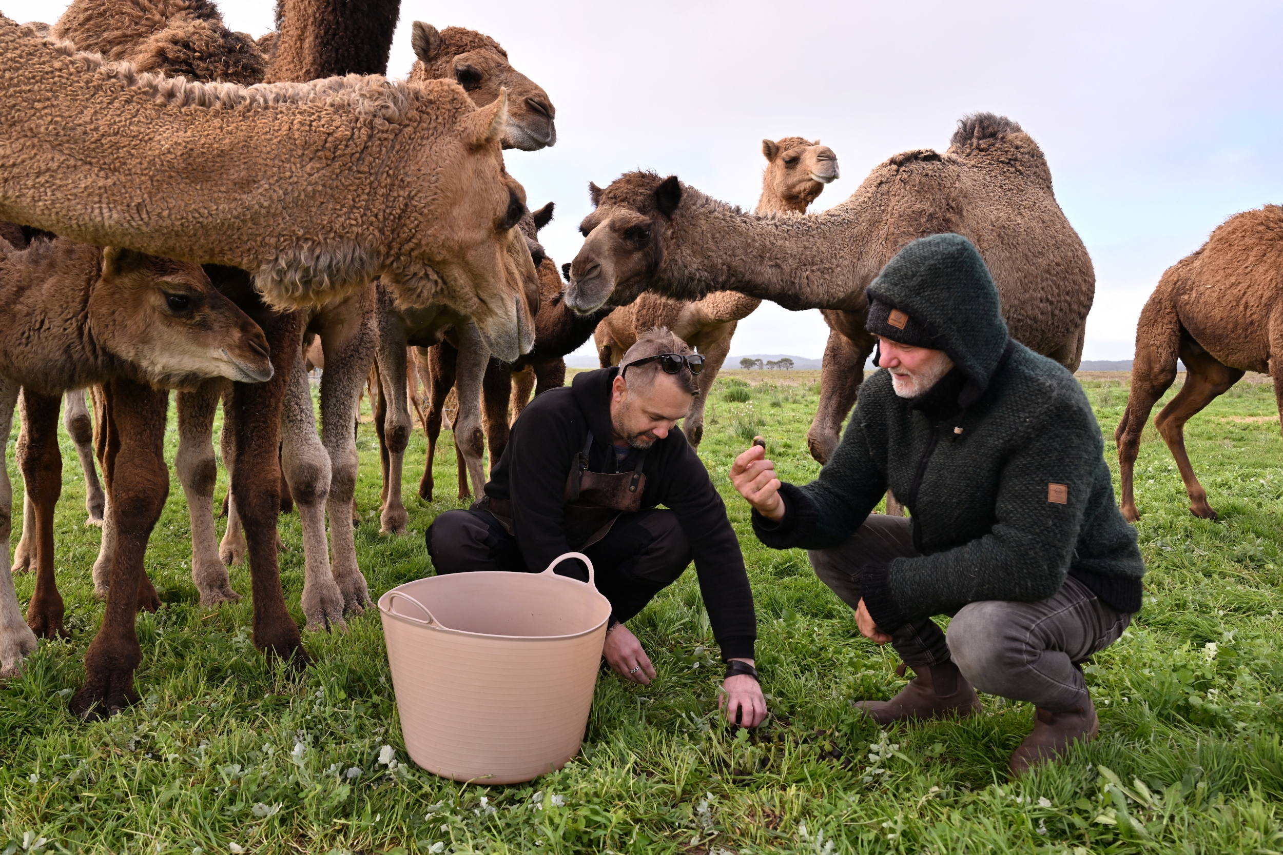 Three Arm Ulcers on a Farm Worker Prompt Doctors in Qatar to Identify a Virus Typically Found in Camels Three Arm Ulcers on a Farm Worker Prompt Doctors in Qatar to Identify a Virus Typically Found in Camels