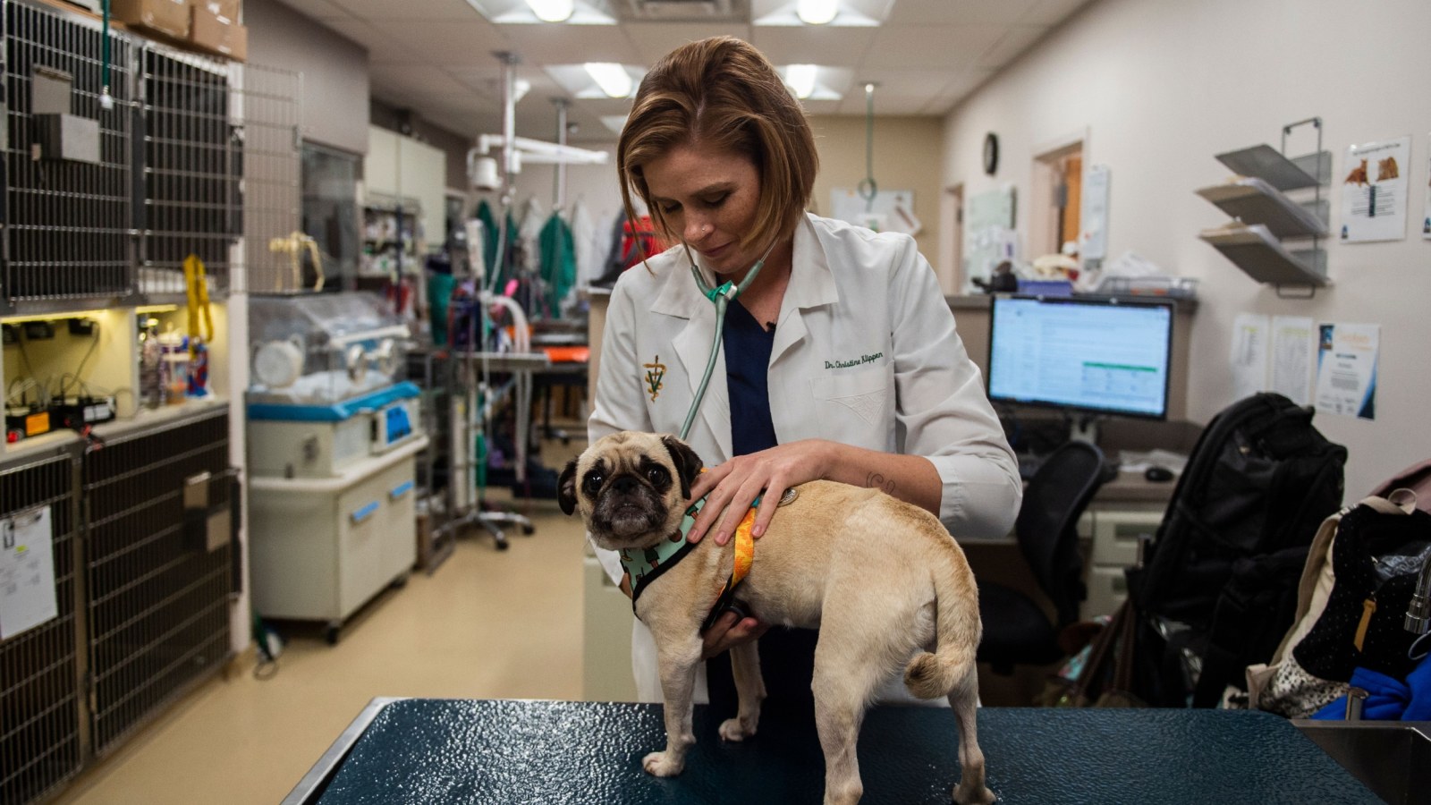No Locally Acquired Human Screwworm Cases Reported in the United States as Animal Detections Slow and Questions Grow
