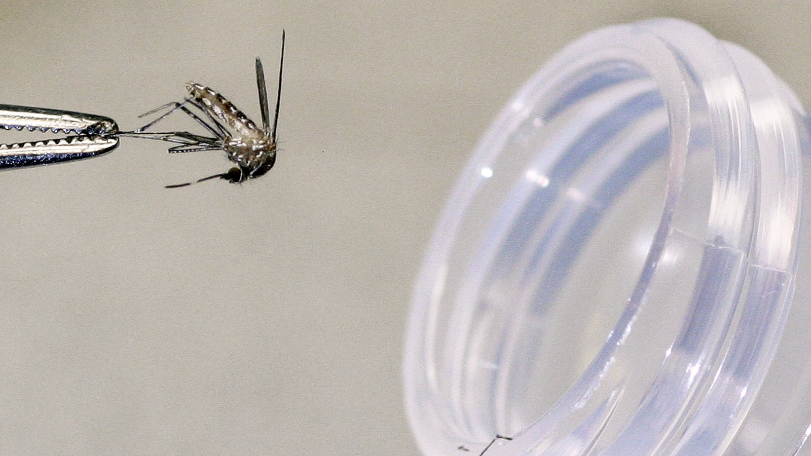 Adult Under 50 Dies of Severe West Nile Illness, Marking Stanislaus County's First Death of 2026