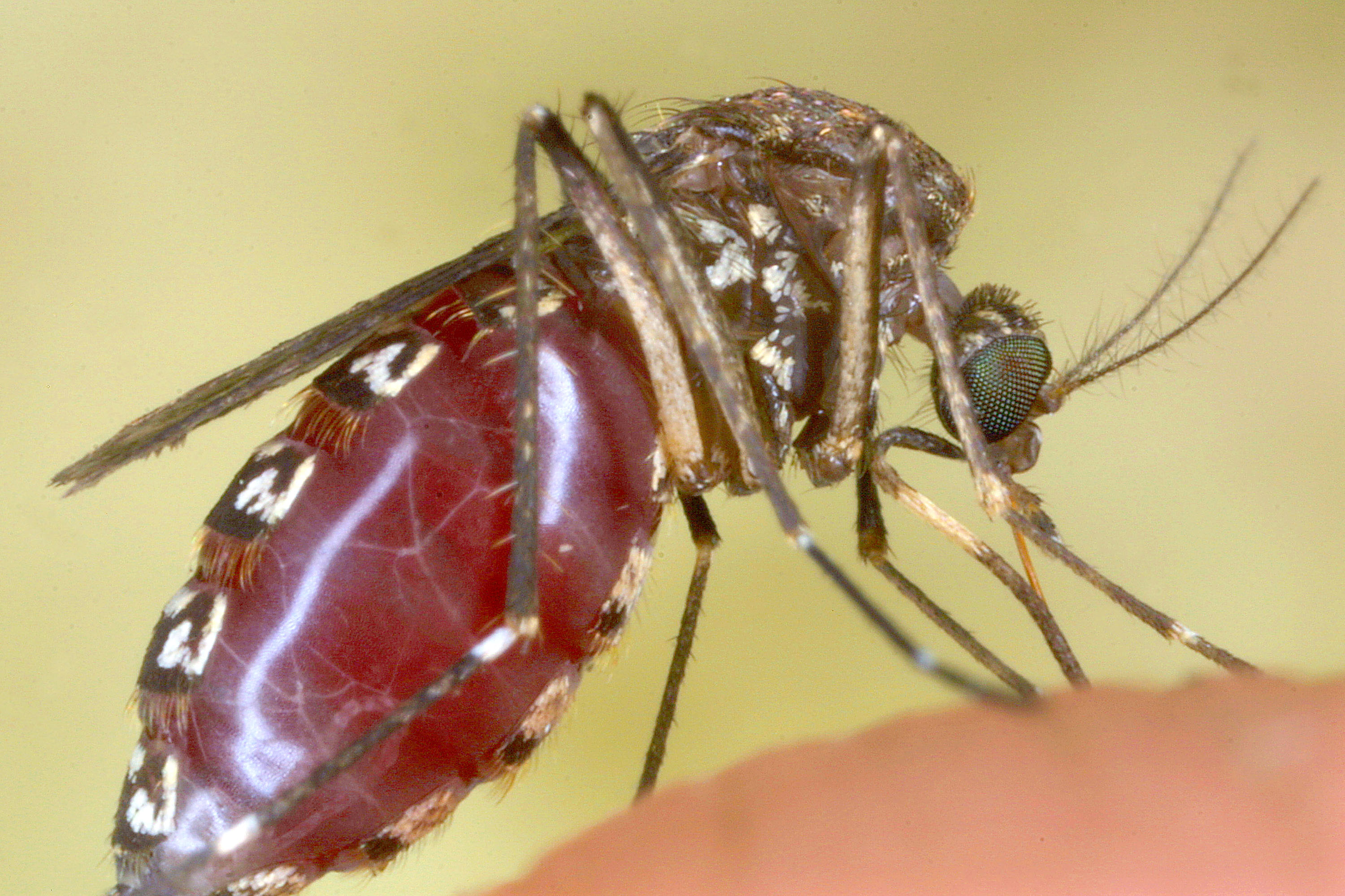 Massachusetts West Nile Cases Climb to 11 as Boston and 10 Nearby ...