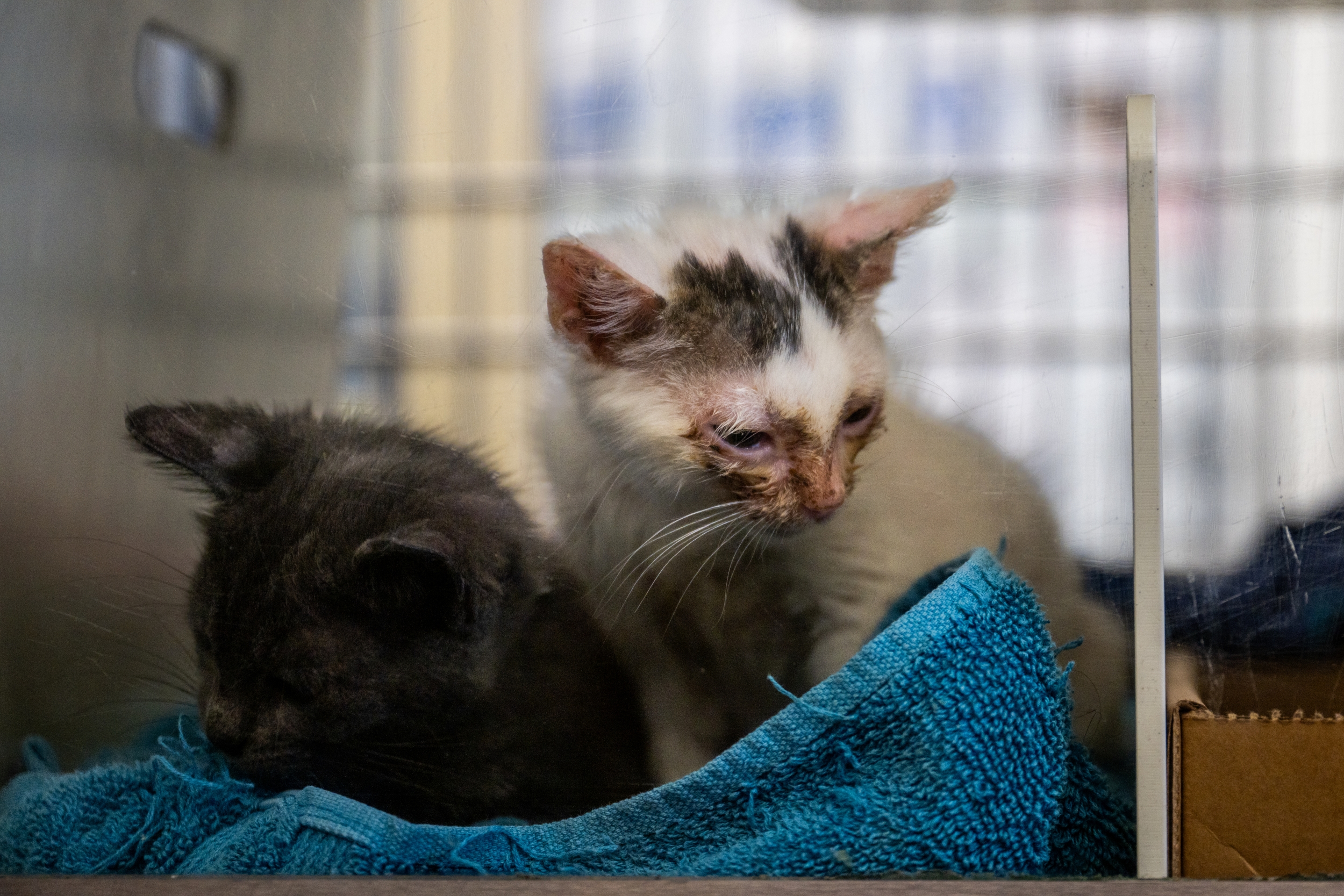 Arizona Man's Fatal Pneumonic Plague Followed Contact with Two Sick Cats, Offeri...