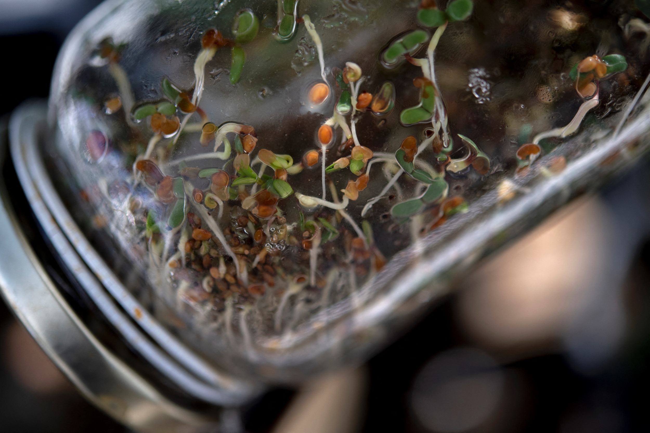 Alfalfa Sprout Outbreak Grows to 76 E. coli and Salmonella Illnesses in ...