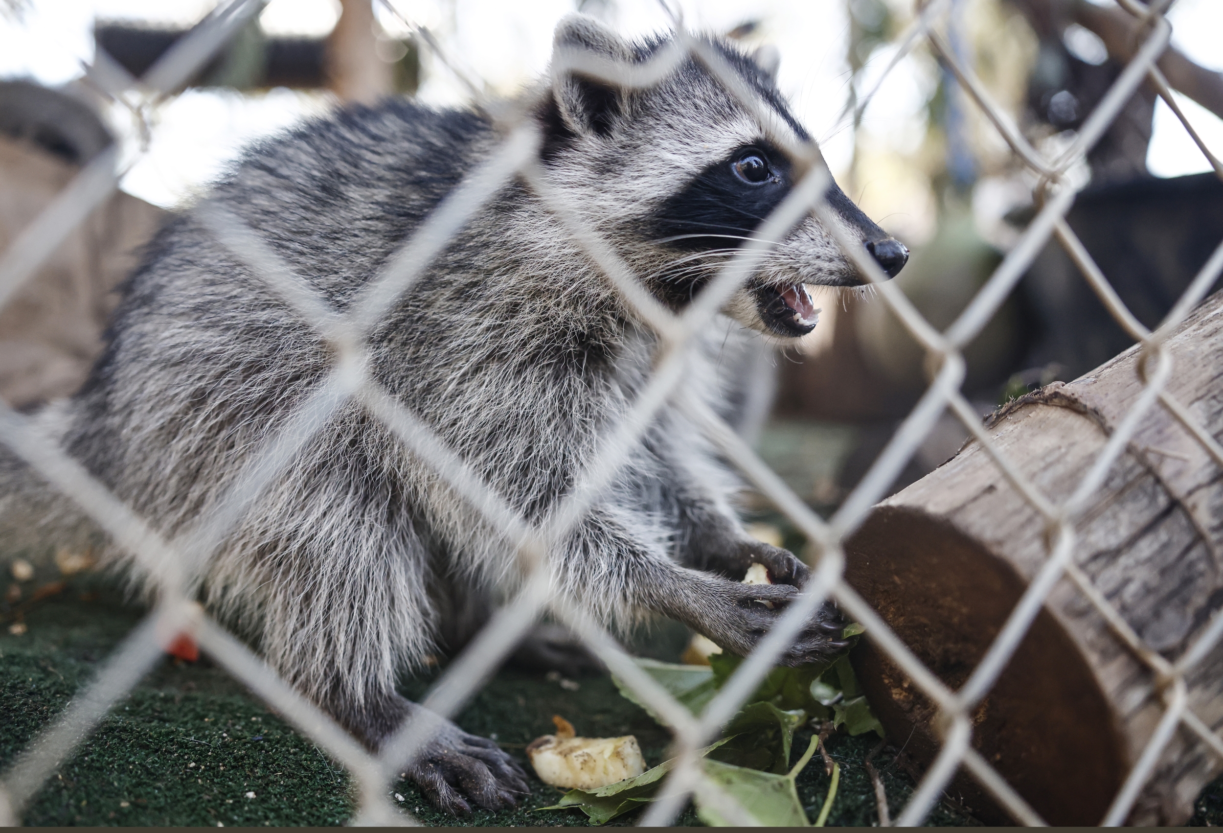 Rabid Raccoon Found in Westlake Village Backyard Is LA County's First ...