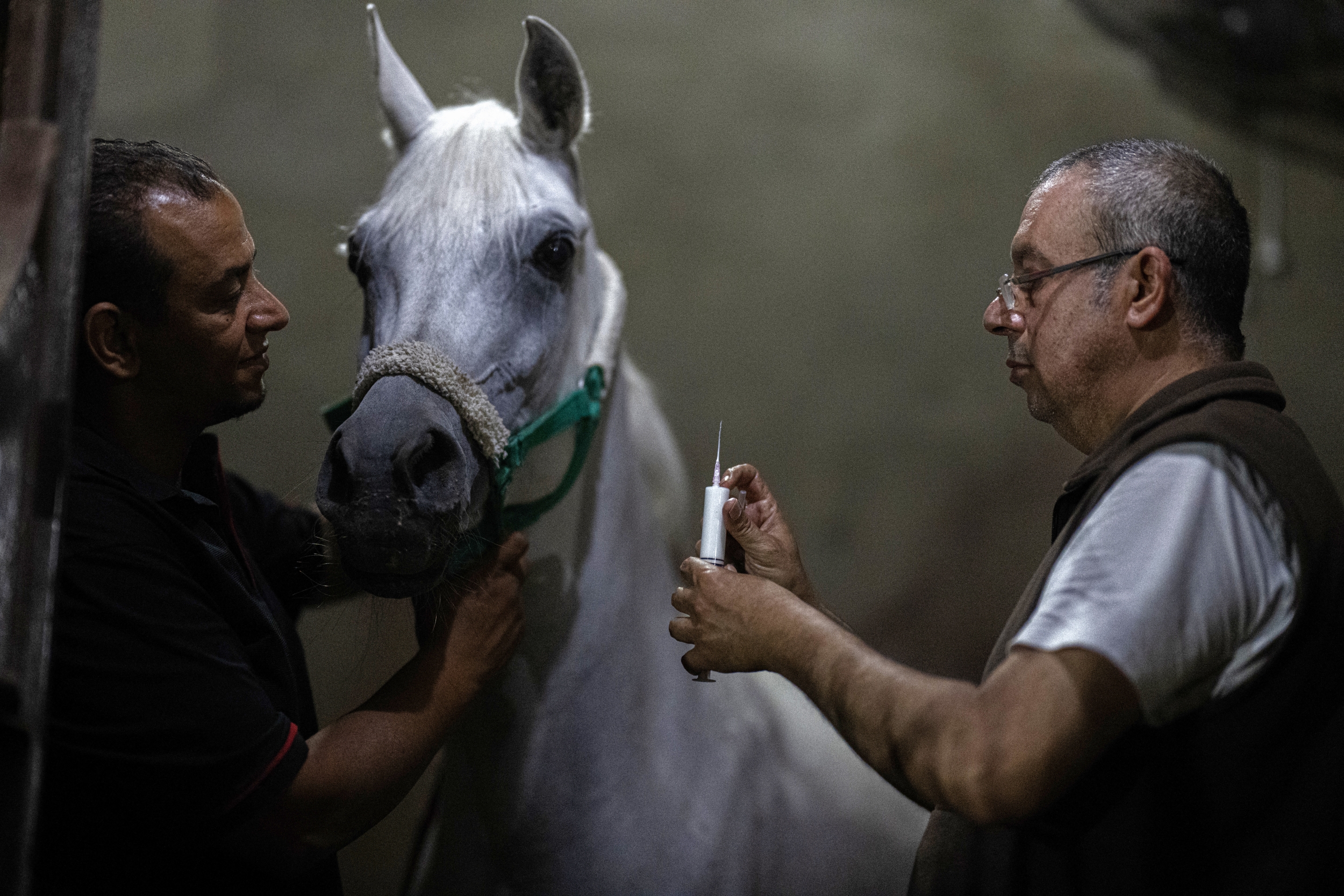 Wedgewood Pharmacy Recalls Compounded Pet and Horse Medicines Nationwide Over Un...