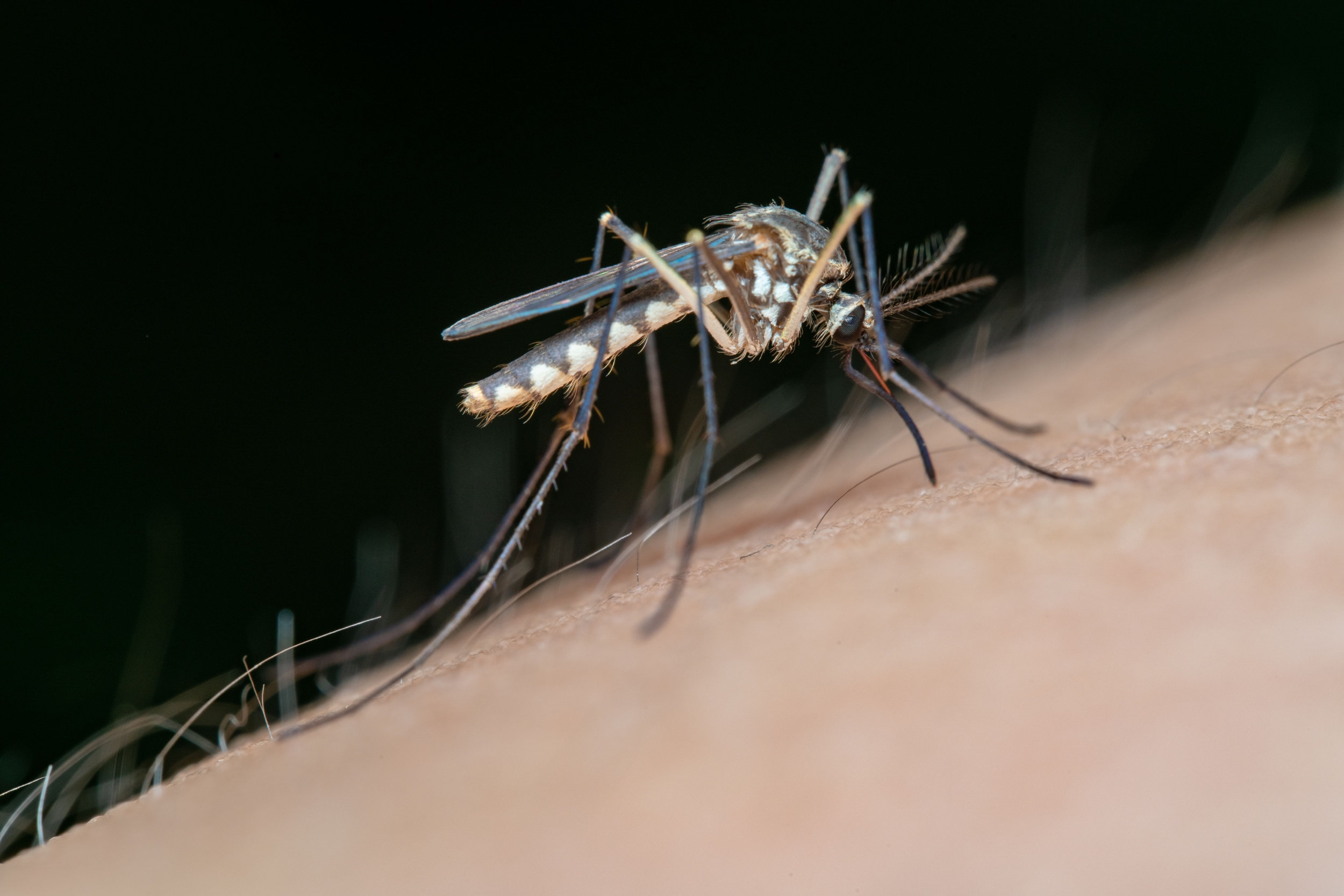 Florida Dengue Reaches 425 Local Cases as Orlando Area Logs October Infections and Seminole Issues First Advisory